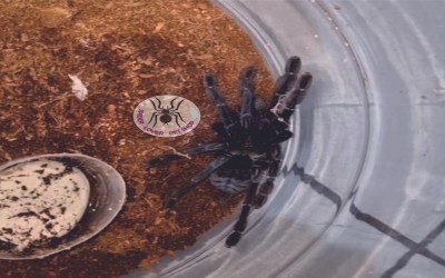 LAMPROPELMA CARPENTERI / OMOTHYMUS SP NOX TARANTULA - JUVENILLE